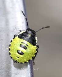 Graphosoma lineatum