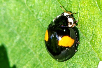 Harmonia axyridis