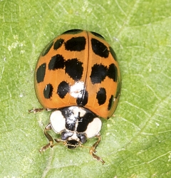 Harmonia axyridis