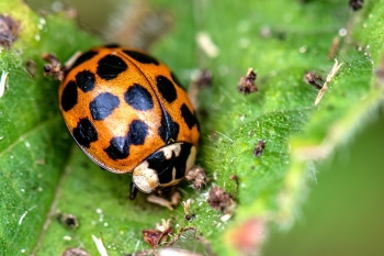 Harmonia axyridis