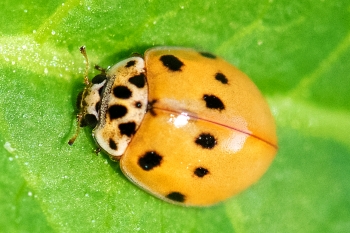 Harmonia axyridis