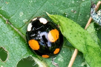 Harmonia axyridis