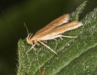 Helcystogramma rufescens