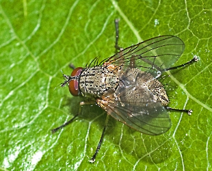 Helina impuncta