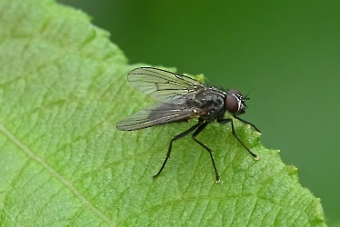 Helina spec.