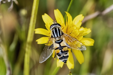 Helophilus trivittatus