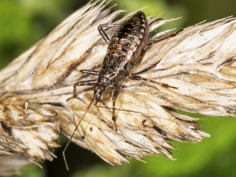 Himacerus apterus