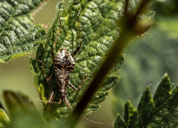 Himacerus apterus