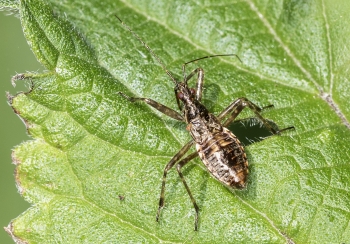 Himacerus apterus