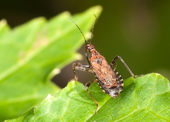 Himiacerus apterus