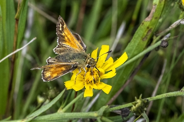 Hesperia comma