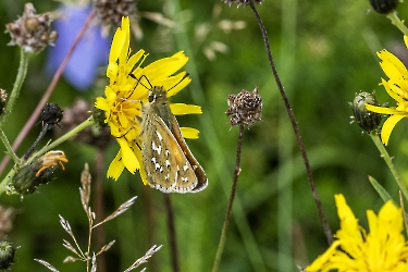 Hesperia comma