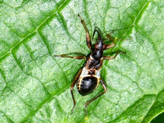 Himacerus mimicoides