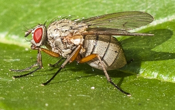 Hylemya vagans