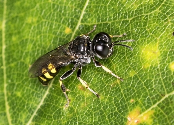 Ichneumon spec.