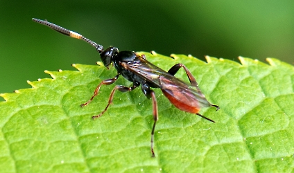 Ichneumon spec.