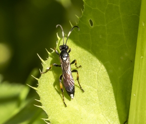 Ichneumon suspiciosus