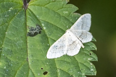 Idaea aversta