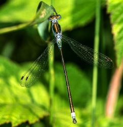 Ischnura elegans