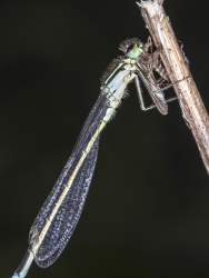 Ischnura elegans