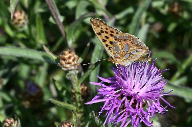 Issoria lathonia