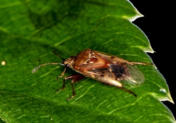 Kleidocerys resedae