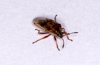 Kleidocerys resedae