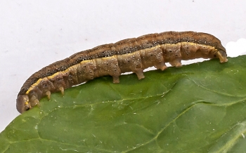 Lacanobia spec.