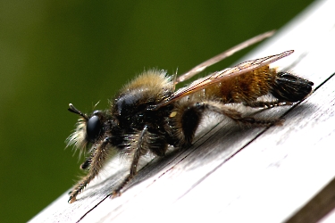 Laphria flava