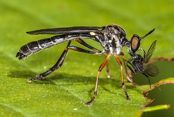 Leptogaster cylindrica