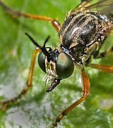 Leptogaster cylindrica