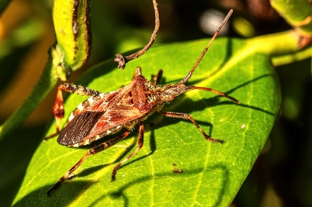 Leptoglossus occidentalis