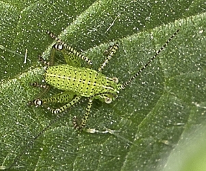 Leptophyes punctatissima