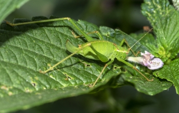 Leptophyes punctatissima