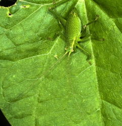 Leptophyes punctatissima