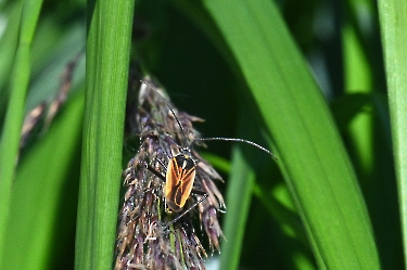 Leptopterna dolabrata