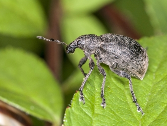 Lepyrus capucinus