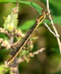 Lestes sponsa