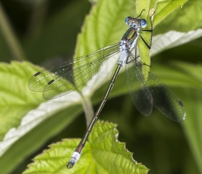 Lestes sponsa