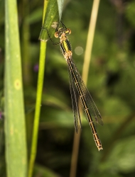 Lestes vindis