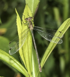 Lestes vindis