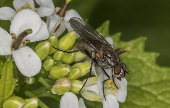 Leucophora spec.