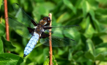 Libellula depressa