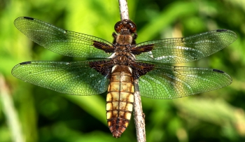 Libellula depressa