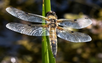 Libellula quardrimaculata