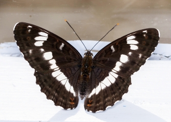 Limenitis camilla