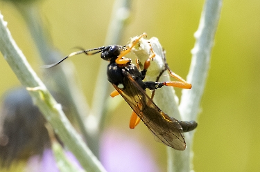 Limerodops elongatus