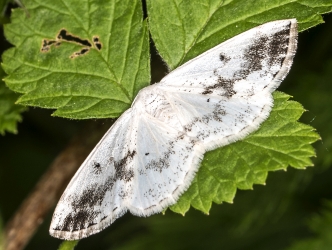 Lomographa temerata