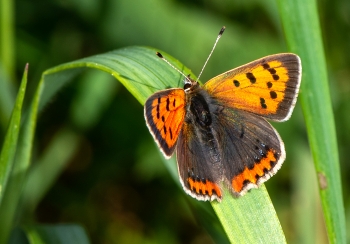 Lycaena phlaeas