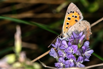 Lycaena phlaeas